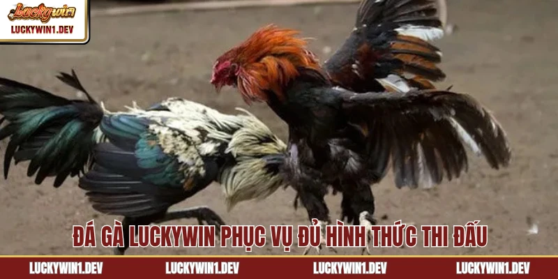 Đá gà LuckyWin phục vụ đủ hình thức thi đấu